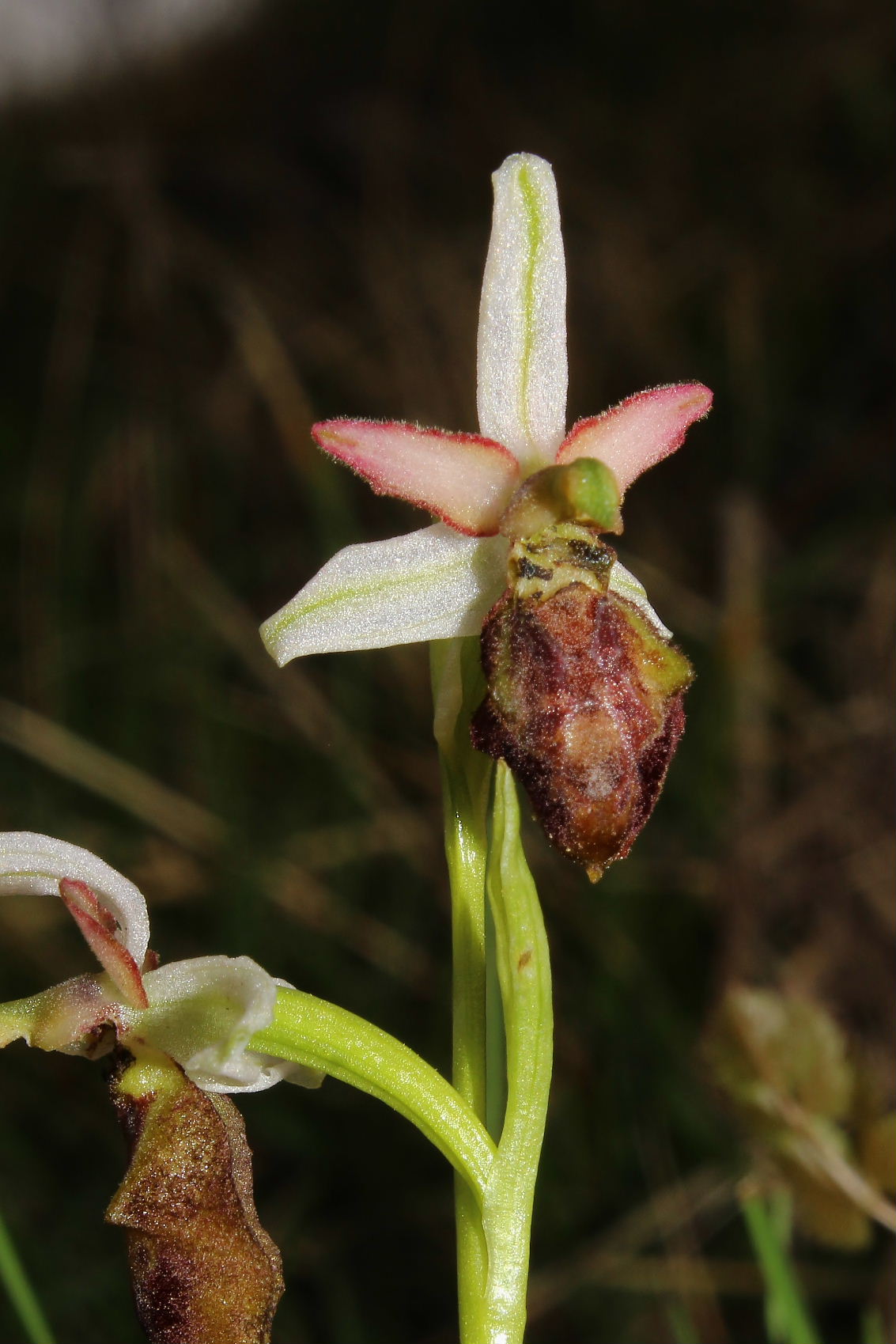 Ophrys exaltata subsp. montis-leonis - variabilit